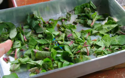 Feuilles de betteraves coupées dans un plat en métal. On se demande si peut-on manger les feuilles de betteraves crues.