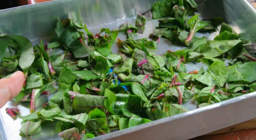 Feuilles de betteraves coupées dans un plat en métal. On se demande si peut-on manger les feuilles de betteraves crues.