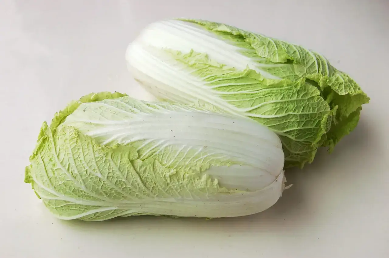 Deux choux chinois frais, aux feuilles vertes et blanches, pr&ecirc;ts &agrave; &ecirc;tre cuisin&eacute;s.