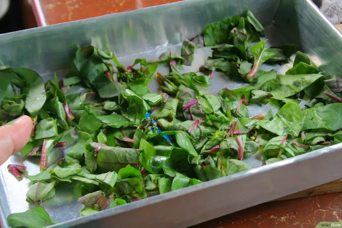 Feuilles de betteraves coup&eacute;es dans un plat en m&eacute;tal. Oui, peut-on manger les feuilles de betteraves crues, elles sont tendres et savoureuses.